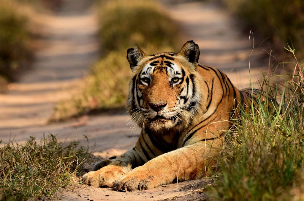 Tiger Rhino Safari tour package in India