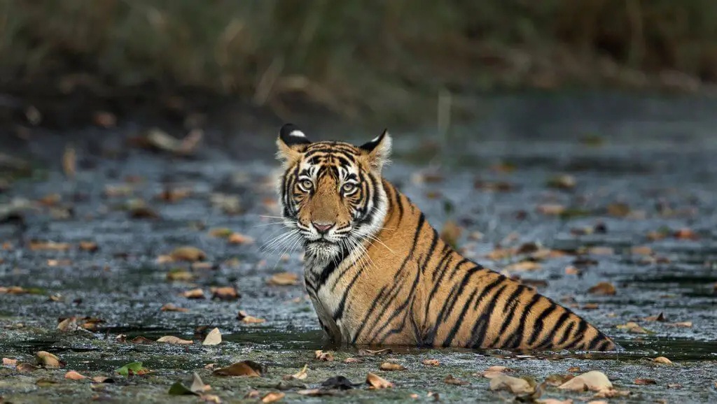 Golden Triangle with Ranthambore