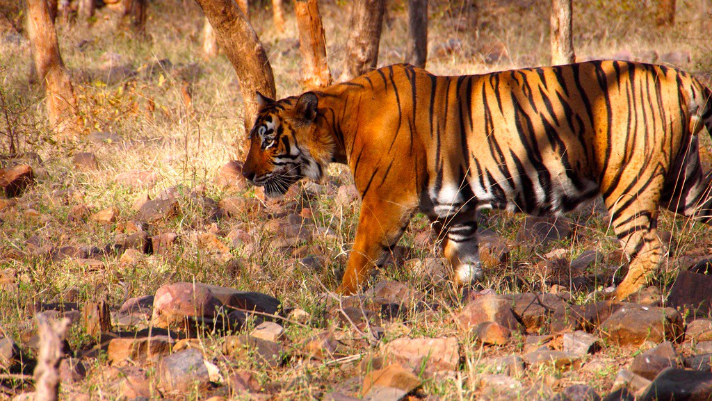TIger safari in India