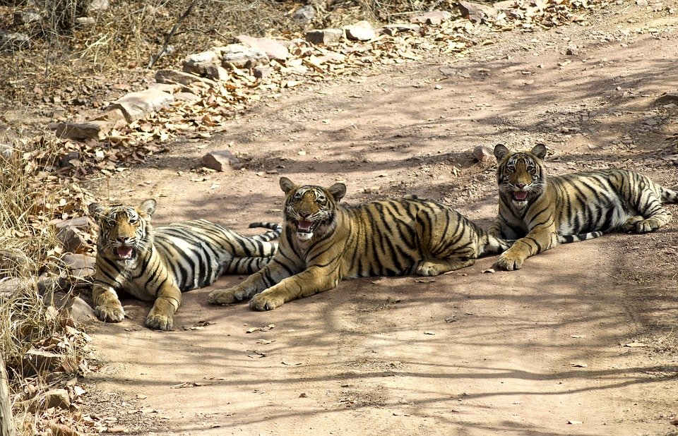 Wildlife tours in India