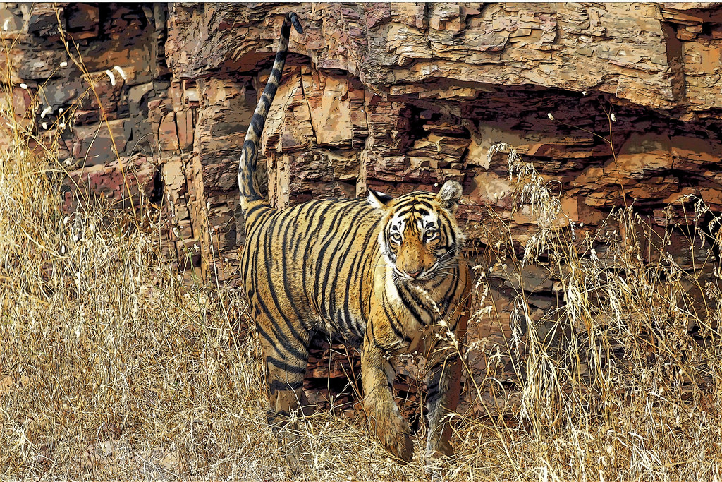 Wildlife tour packages in India